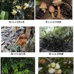 东莞腹地，他们花了26年给一座山“摸家底”